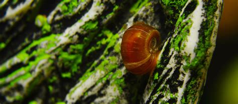 Schneckenplage Im Aquarium Fressnapf