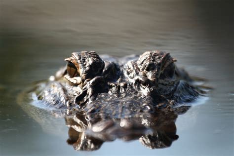 Odysea Aquarium To Welcome Mighty Mike Americas Biggest Alligator