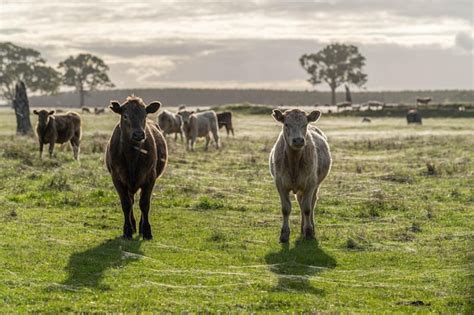 Premium Photo Sustainable Livestock Farming In Australia Regenerative