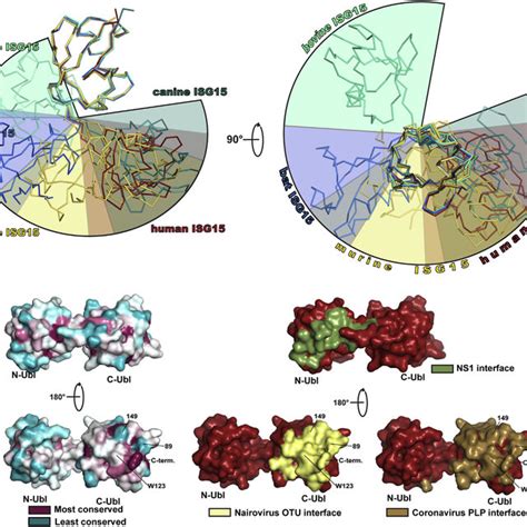 Isg15 Is Conjugated To A Wide Range Of Viral And Cellular Proteins