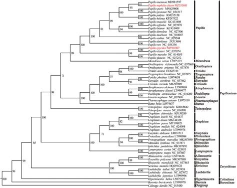 Maximum Likelihood ML Tree Based On 56 Species Of Mitogenomes In The