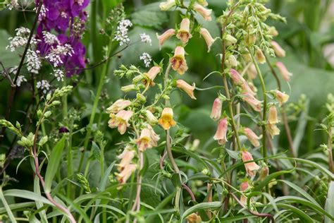 Digitalis obscura - BBC Gardeners World Magazine