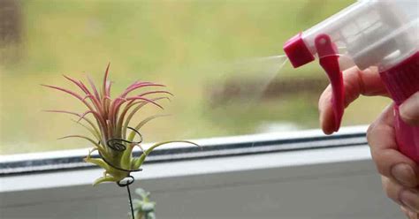 Tillandsia Ionantha Care: Growing Of Bromeliad Air Plants