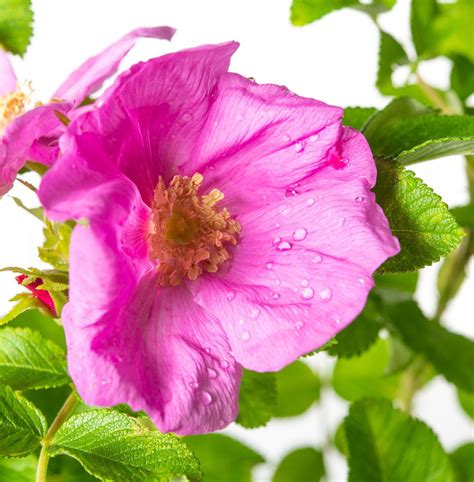 Apfel Rose Rosa rugosa günstig kaufen