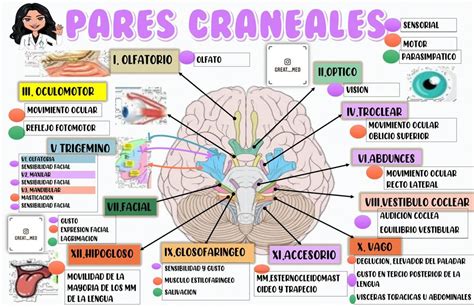 Pares Craneales Los Pares Craneales Tambi N Llamados Nervios Craneales