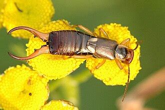 Earwig - Wikipedia