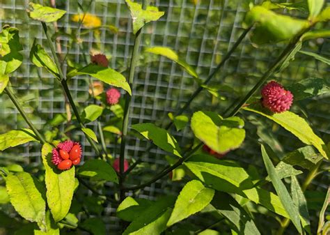 After Three Years I Got The First Fruits On My Strawberry Bush R