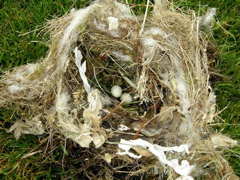 My Jersey Life: House sparrow nest episode by Adrian