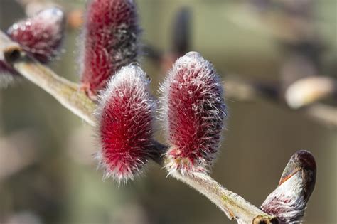 Free Pussy Willow Nature Images Pixabay