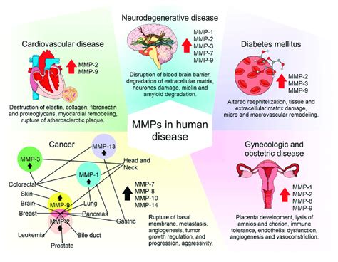 Mmps Play Distinguishing Roles In The Pathogenesis Of Multiple Common