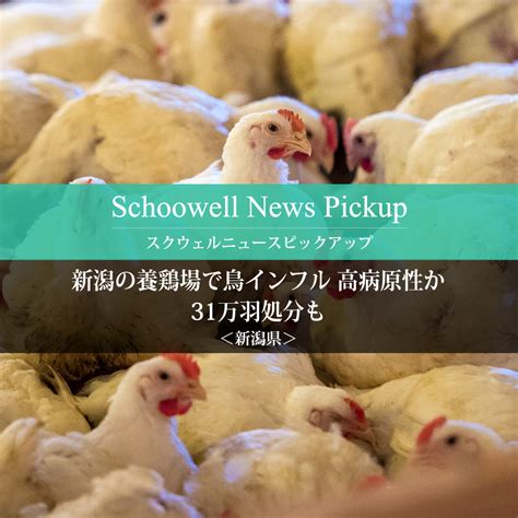 ＜新潟県＞新潟の養鶏場で鳥インフル 高病原性か、31万羽処分も Schoowell（スクウェル）