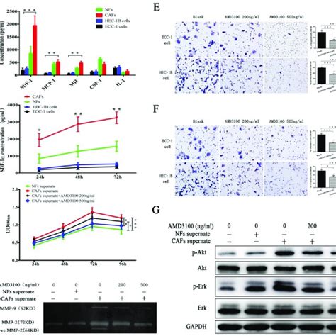 Expression Of Sdf And Cxcr In Ec A Sdf Protein Expression