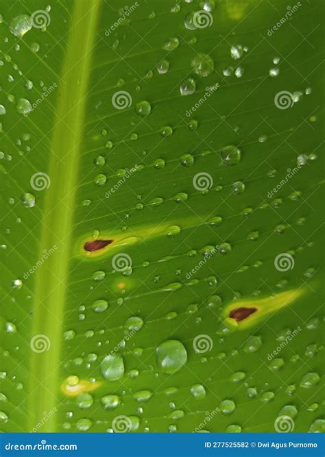 Details Of Water Droplets On A Banana Leaf Stock Photo Image Of