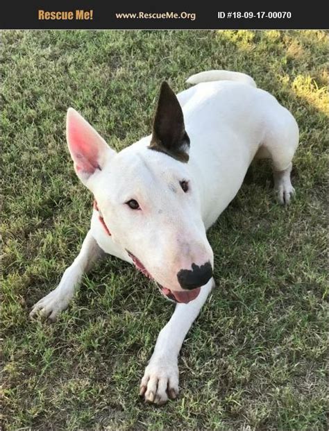 Adopt 18091700070 Bull Terrier Rescue Gilbert Az