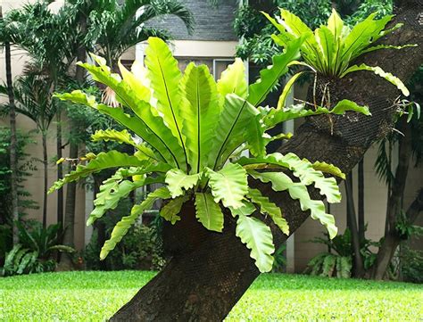 Bird S Nest Fern Guide How To Grow Care For Asplenium Nidus