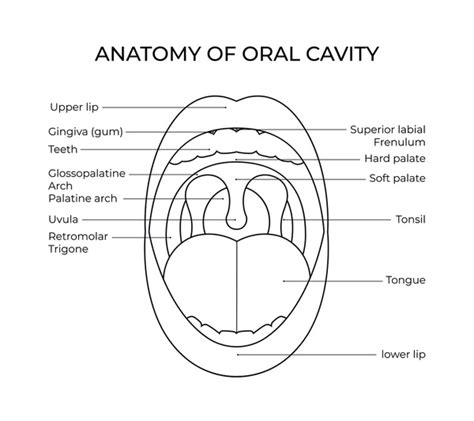 Cavidad Bucal Over Royalty Free Licensable Stock Illustrations