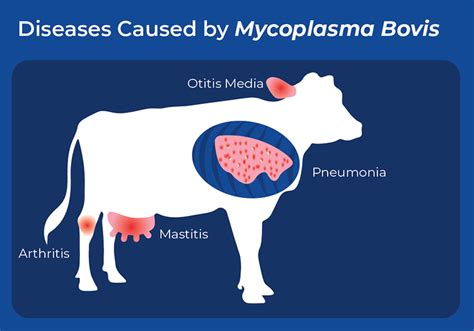 Sequence To Discover The Metagenomic Context Surrounding Mycoplasma