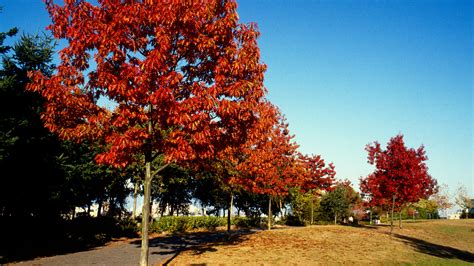 Le chêne rouge d Amérique Quercus rubra Arboplus