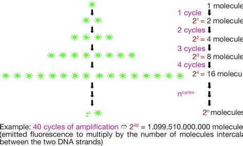 Real Time Pcr Sybr Green