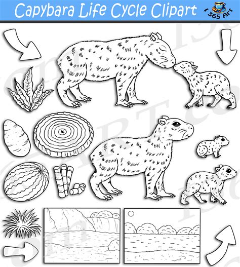 Capybara Life Cycle Clipart Set Download Clipart 4 School