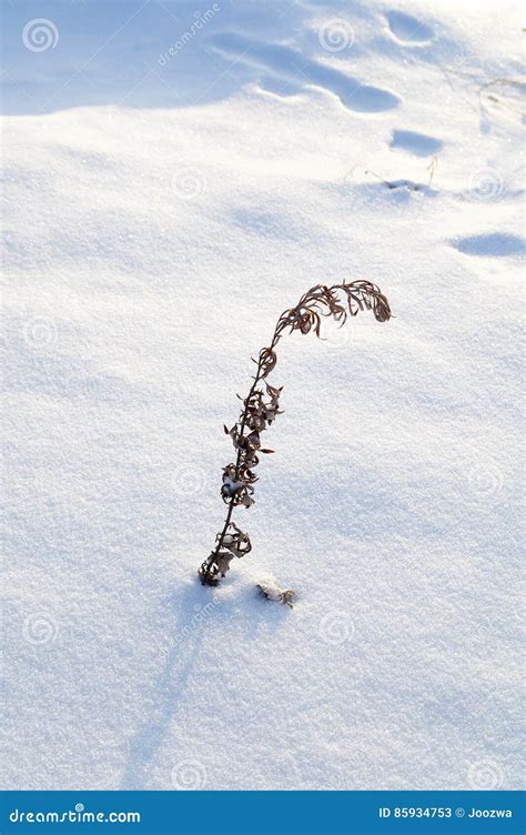 Weed On The Snow Stock Image Image Of Weed Brown Snow 85934753