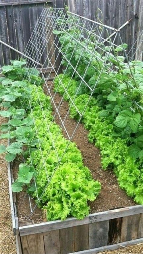 Gardening Basics Archives My Plants Grow In 2024 Vegetable Garden Design Vegetable Garden