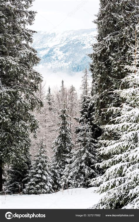 Scenic View Snowy Mountains Pine Trees — Stock Photo © HayDmitriy ...