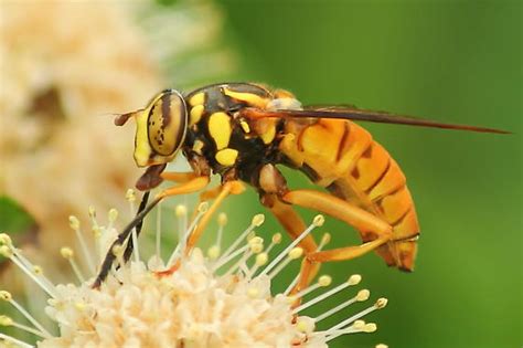 Texas Hornet Fly Spilomyia Texana Bugguidenet