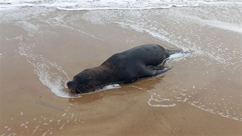 Confirman Que Ya Son Los Casos De Lobos Marinos Muertos Con Gripe