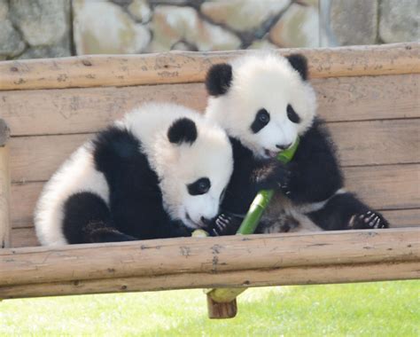 Giant Panda Twins At Adventure World in 2015 | JAPAN Forward