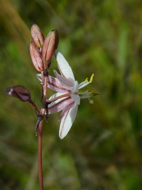 Sock Squill From Greyton Nature Reserve 7233 South Africa On November