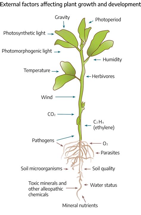 Chapter 5 Abiotic Stress Effects On Plant Growth And Development Virginia Cooperative