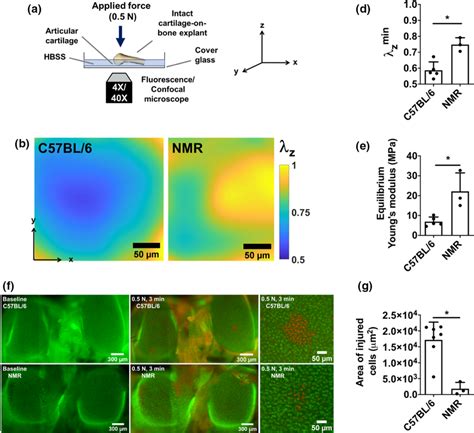 Naked Molerat Nmr Cartilage Is Stiffer Than Mouse Counterpart And