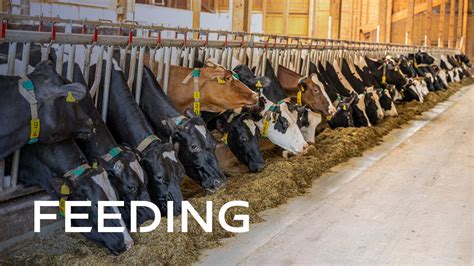 GEA Farming | Leading Solutions for your Dairy Farm