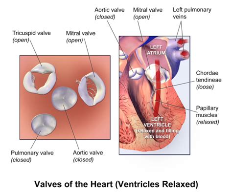 Difference Between Mitral Valve And Tricuspid Valve Compare The