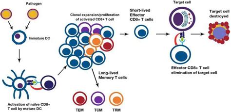 Cytotoxic T Cells Development Activation Functions Biology Notes