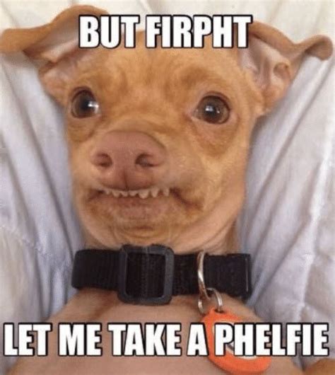 17 Adorable Phteven Memes Funny Dog Captions