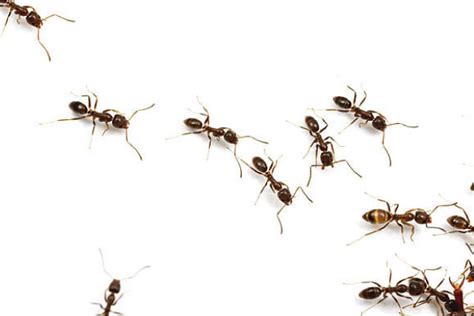 Argentine Ant Invasive Species Council