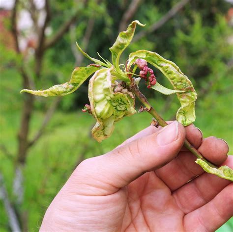 Leaf Curl | Growing Guides | Daltons