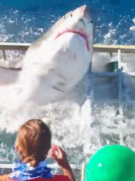 The Horrifying Moment Great White Shark Breaks Through A Shark Proof