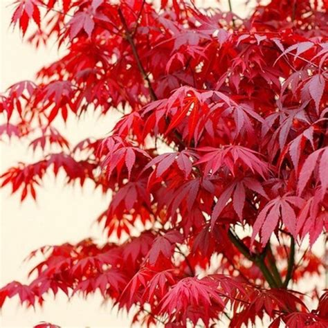 20pcs Red Japanese Maple Acer Palmatum Atropurpureum Seeds Pure Bonsai