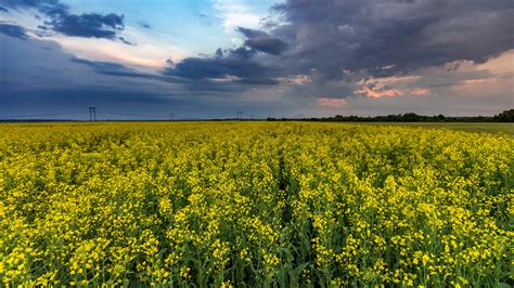 «CANOLA FIELD» HD wallpapers