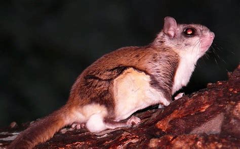 Flying Squirrel Pictures Az Animals