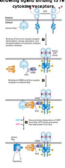 Exam Cell Signaling Ii Signaling Pathways That Control Gene