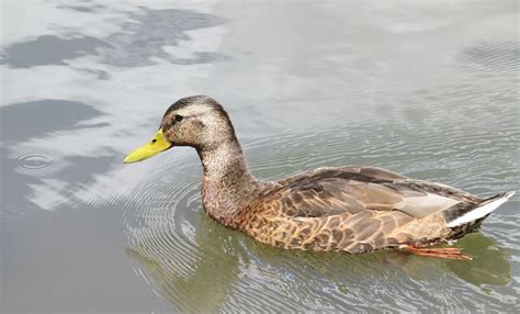 Mallards In Eclipse Outside My Window