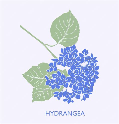 Premium Vector Hydrangea Logo Trendy Botanical Elements Hand Drawn