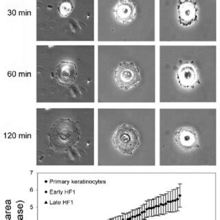 Cell Spreading In The Primary Keratinocytes Early HF1 And Late HF1