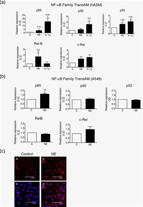 Patterns Of Nf B Activation In Hasm And A Cells In Response To Ne