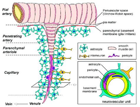 Blood Brain Barrier BBB And The Neurovascular Unit Pial Arteries