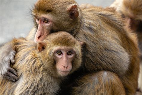 Macaque Monkeys Frequently Have Gay Sex Newsweek